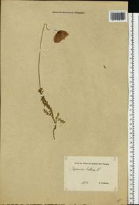 Papaver dubium L., Eastern Europe, Estonia (E2c) (Estonia)