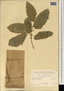 Quercus ithaburensis, South Asia, South Asia (Asia outside ex-Soviet states and Mongolia) (ASIA) (Israel)