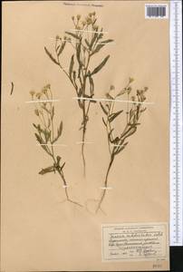 Senecio subdentatus Ledeb., Middle Asia, Karakum (M6) (Turkmenistan)