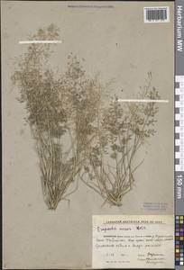 Eragrostis minor Host, Middle Asia, Caspian Ustyurt & Northern Aralia (M8) (Kazakhstan)