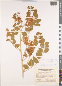 Glycyrrhiza glabra L., Middle Asia, Muyunkumy, Balkhash & Betpak-Dala (M9) (Kazakhstan)