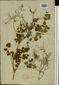 Thalictrum, Eastern Europe (no precise locality) (E0) (Not classified)