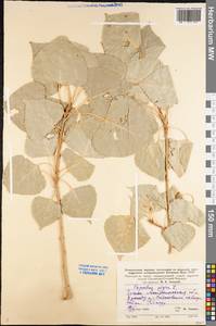 Populus nigra L., Eastern Europe, Lower Volga region (E9) (Russia)