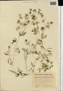 Ranunculus trichophyllus Chaix, Eastern Europe, Moscow region (E4a) (Russia)