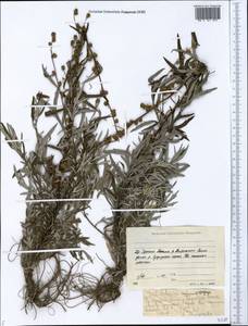 Artemisia leucophylla (Turcz. ex Besser) C. B. Clarke, Siberia, Yakutia (S5) (Russia)