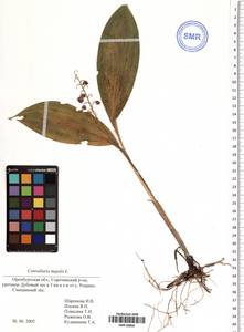 Convallaria majalis L., Eastern Europe, Eastern region (E10) (Russia)