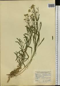 Erysimum diffusum Ehrh., Eastern Europe, Central forest-and-steppe region (E6) (Russia)