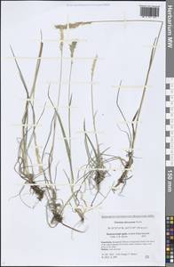 Trisetum spicatum (L.) K.Richt., Siberia, Chukotka & Kamchatka (S7) (Russia)