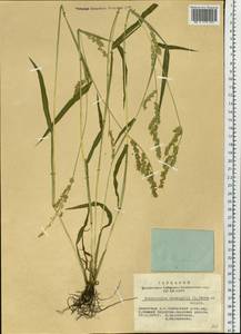 Echinochloa crus-galli (L.) P.Beauv., Siberia, Altai & Sayany Mountains (S2) (Russia)