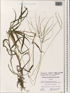 Digitaria setigera Roth, South Asia, South Asia (Asia outside ex-Soviet states and Mongolia) (ASIA) (Vietnam)