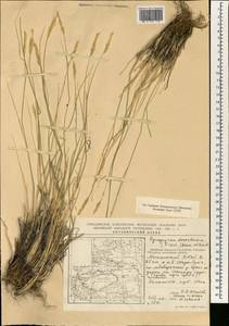 Agropyron desertorum (Fisch. ex Link) Schult., South Asia, South Asia (Asia outside ex-Soviet states and Mongolia) (ASIA) (China)
