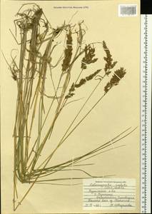 Achnatherum calamagrostis (L.) P.Beauv., Siberia, Russian Far East (S6) (Russia)