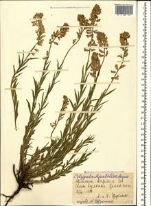 Polygala anatolica Boiss. & Heldr., Caucasus, Armenia (K5) (Armenia)
