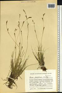 Carex pediformis C.A.Mey., Siberia, Chukotka & Kamchatka (S7) (Russia)