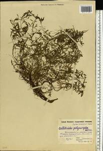 Callitriche cophocarpa Sendtn., Eastern Europe, Moscow region (E4a) (Russia)