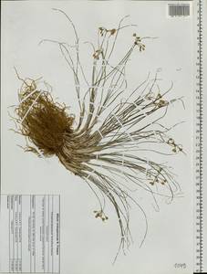 Allium vodopjanovae N.Friesen, Siberia, Altai & Sayany Mountains (S2) (Russia)