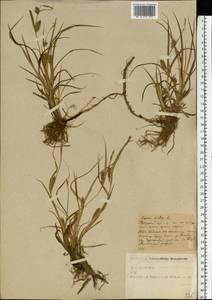 Carex hirta L., Eastern Europe, North-Western region (E2) (Russia)
