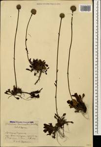 Globularia trichosantha Fisch. & C. A. Mey., Caucasus, Armenia (K5) (Armenia)