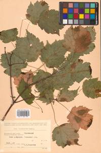 Acer barbinerve Maxim., Siberia, Russian Far East (S6) (Russia)