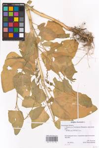 Atriplex hortensis L., Eastern Europe, Central region (E4) (Russia)