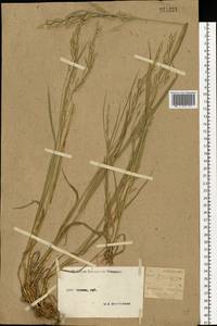 Bromus secalinus L., Eastern Europe, Moscow region (E4a) (Russia)