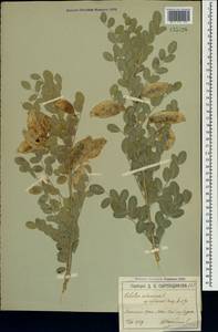 Colutea cilicica Boiss. & Balansa, Crimea (KRYM) (Russia)