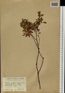 Salix myrtilloides L., Siberia, Baikal & Transbaikal region (S4) (Russia)