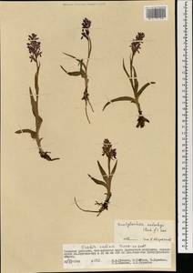 Dactylorhiza umbrosa (Kar. & Kir.) Nevski, Mongolia (MONG) (Mongolia)