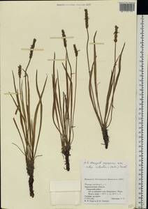 Plantago maritima L., Eastern Europe, Northern region (E1) (Russia)