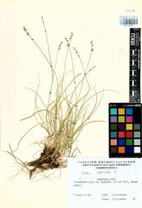 Carex loliacea L., Siberia, Baikal & Transbaikal region (S4) (Russia)