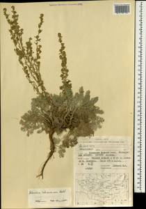 Artemisia schrenkiana Ledeb., Mongolia (MONG) (Mongolia)