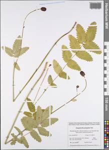 Sanguisorba officinalis subsp. officinalis, Eastern Europe, Northern region (E1) (Russia)