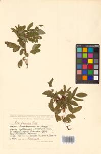 Rosa davurica Pall., Siberia, Russian Far East (S6) (Russia)