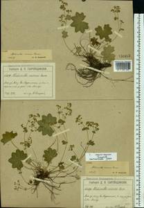 Alchemilla micans Buser, Eastern Europe, Moscow region (E4a) (Russia)