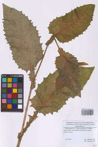 Crepis sibirica L., Eastern Europe, Moscow region (E4a) (Russia)