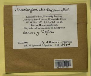 Anoectangium stracheyanum Mitt., Bryophytes, Bryophytes - Russian Far East (excl. Chukotka & Kamchatka) (B20) (Russia)