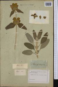 Phlomis fruticosa L., Western Europe (EUR) (Not classified)