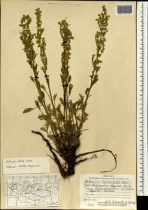 Artemisia dolosa Krasch., Mongolia (MONG) (Mongolia)