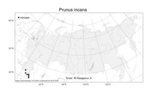 Prunus incana (Pall.) Batsch, Atlas of the Russian Flora (FLORUS) (Russia)