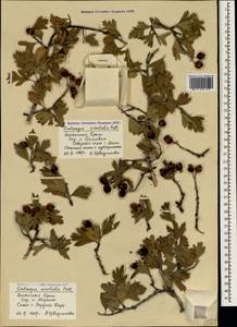 Crataegus orientalis Pall. ex M. Bieb., Crimea (KRYM) (Russia)