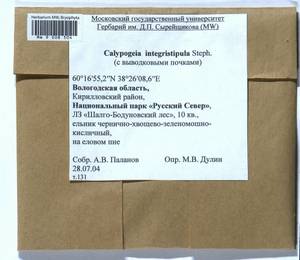 Calypogeia integristipula Steph., Bryophytes, Bryophytes - European North East (B7) (Russia)