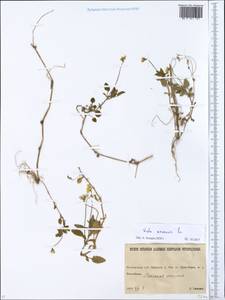 Viola arvensis Murray, Eastern Europe, North Ukrainian region (E11) (Ukraine)