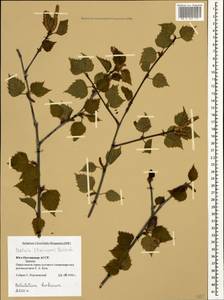 Betula pubescens var. litwinowii (Doluch.) Ashburner & McAll., Caucasus, South Ossetia (K4b) (South Ossetia)