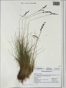Festuca picturata Pils, Western Europe (EUR) (Italy)
