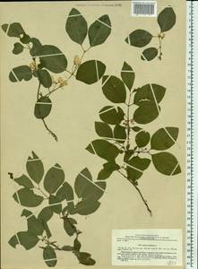 Lonicera xylosteum L., Eastern Europe, North-Western region (E2) (Russia)