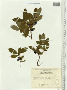 Lonicera caerulea, Siberia, Chukotka & Kamchatka (S7) (Russia)