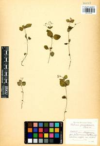 Pseudogalium paradoxum (Maxim.) L.E Yang, Z.L.Nie & H.Sun, Siberia, Baikal & Transbaikal region (S4) (Russia)