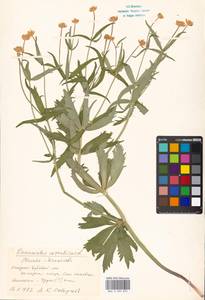 Ranunculus cassubicus L., Eastern Europe, Moscow region (E4a) (Russia)