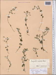Campanula incanescens Boiss., Middle Asia, Pamir & Pamiro-Alai (M2) (Uzbekistan)