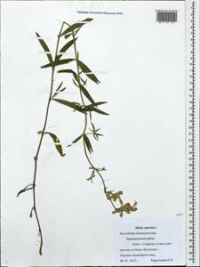 Silene repens Patrin, Eastern Europe, Eastern region (E10) (Russia)